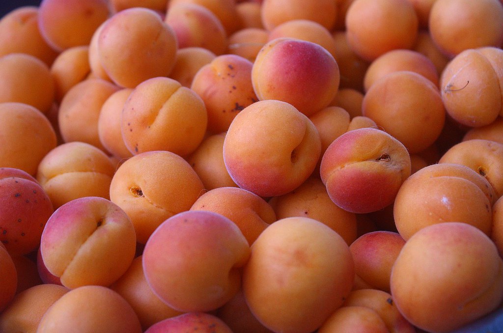 fresh apricots