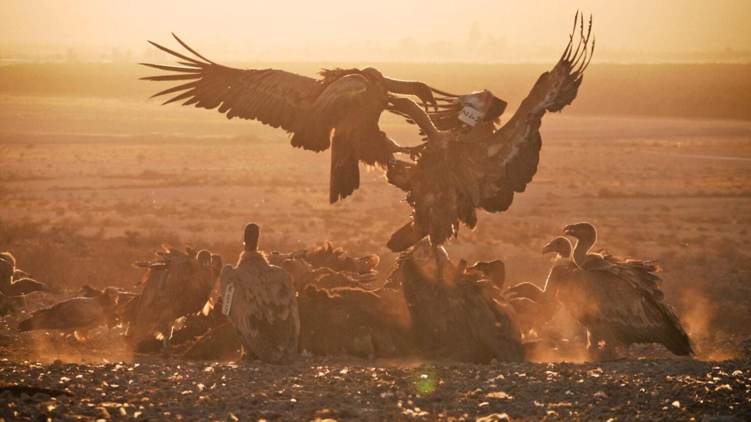 Two buzzards engaged in a heated debate. Photo by Yuval Dax