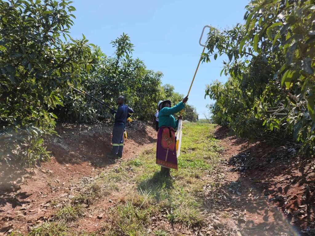 Field operators in South Africa with Crossbee for avocado pollination. Photo courtesy of BloomX