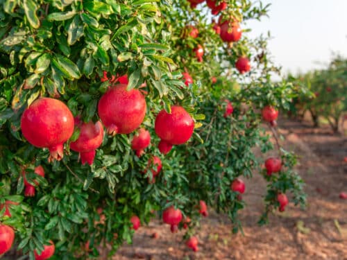Pomegranate garden in Israel (Photo via Getty Images)