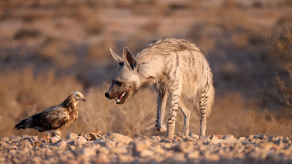 A hyena walks by a bird in the Israeli wilds. Photo by Yuval Dax