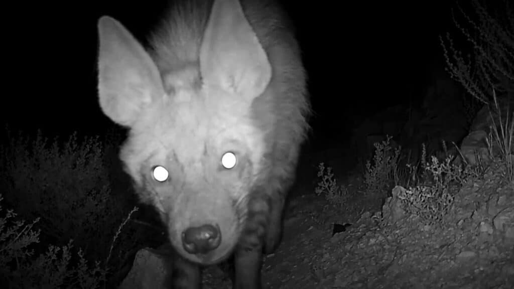 The culprit behind the Case of the Crunched Camera. Photo by Yuval Dax