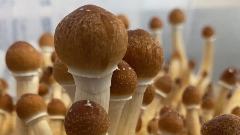 The psychedelic drug psilocybin comes from these mushrooms. Photo courtesy of Madrigal Mental Care
