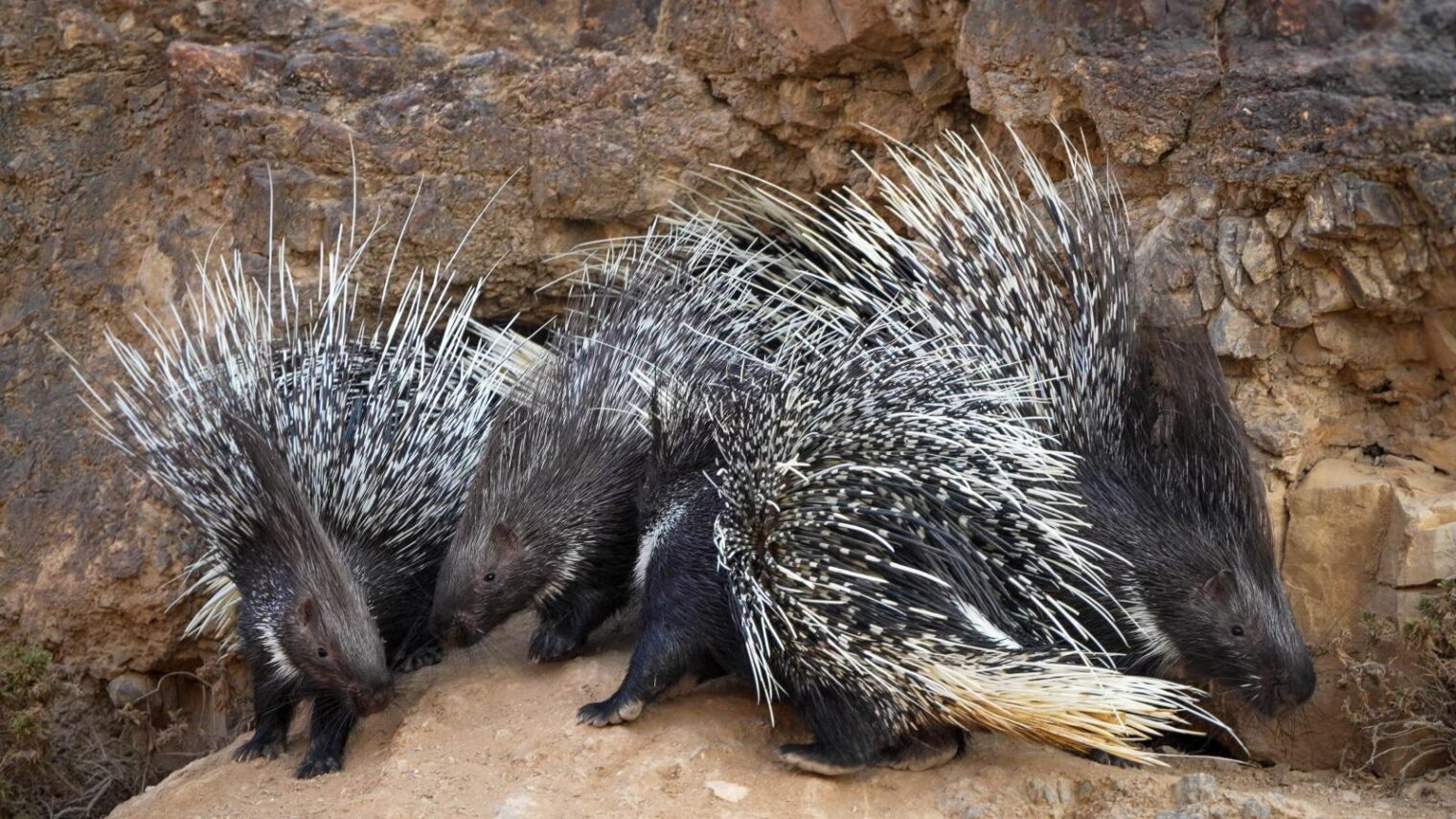 A group of porcupines. Photo by Yuval Dax