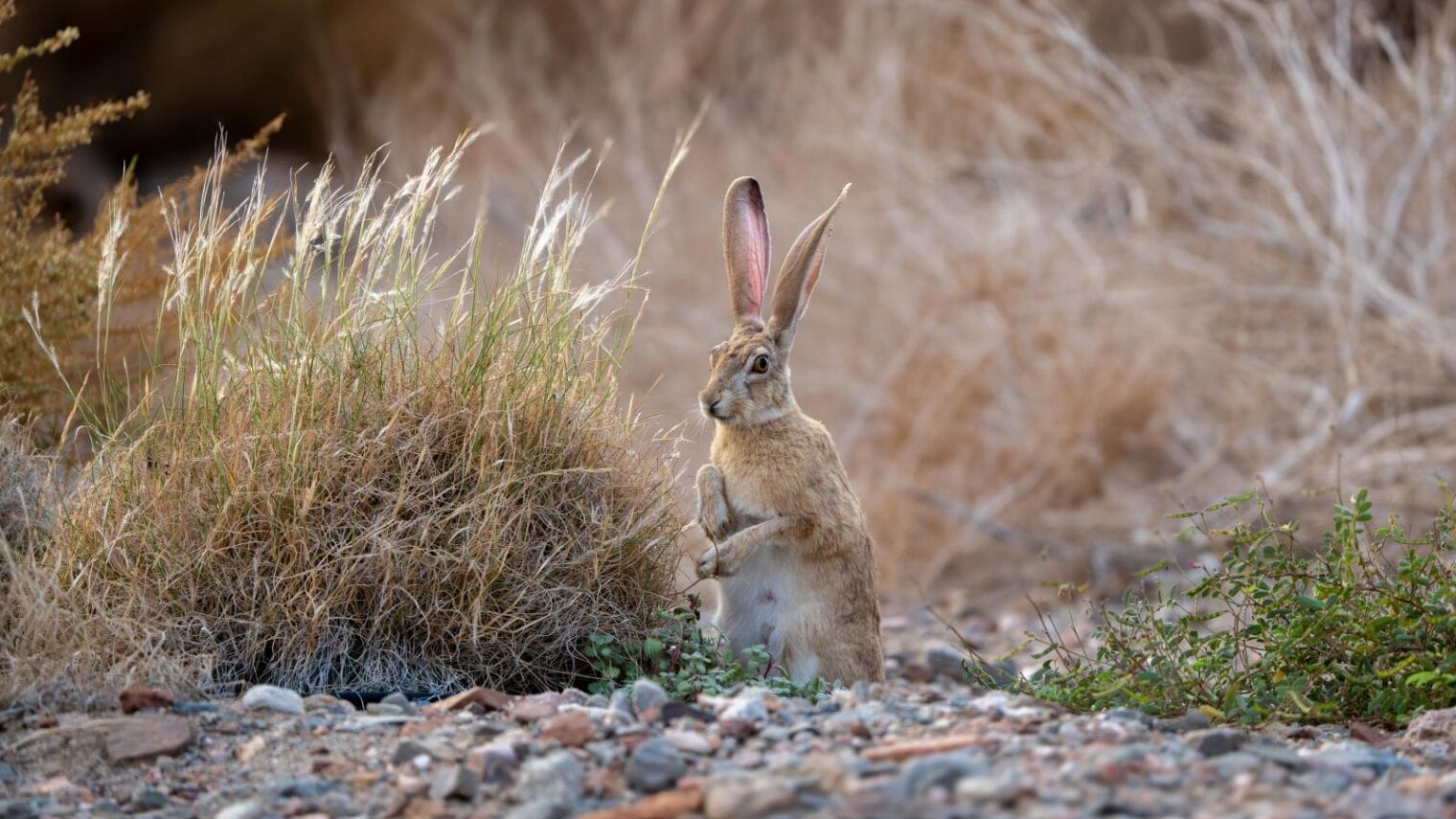 A rabbit stands at attention. Photo by Yuval Dax
