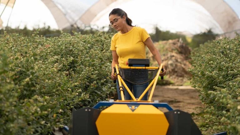 Robee pollinates blueberry bushes. Photo courtesy of BloomX