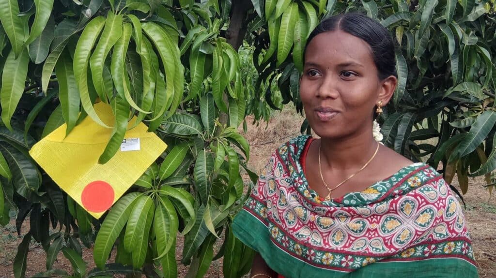 Biofeed’s FreeDome lures on a mango tree in Tamil Nadu, India. Photo: courtesy