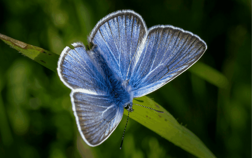 The Common Blue butterfly. Photo by Erik Karits/Pexels