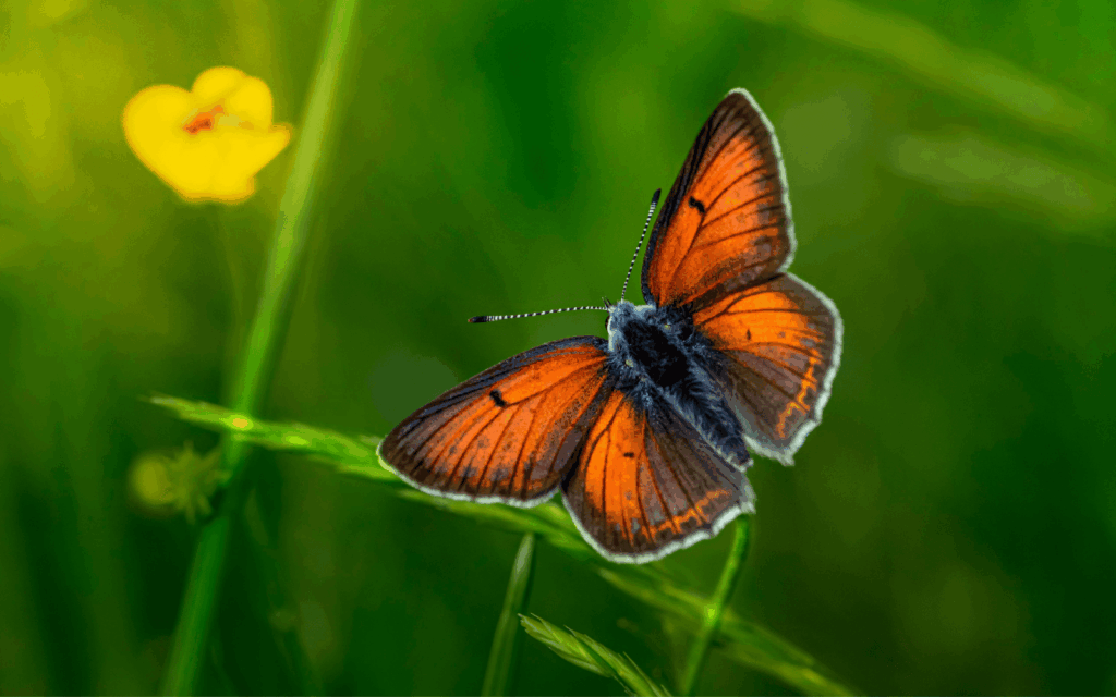 The Lesser Fiery Copper resembles a big fuzzy moth. Photo by Erik Karits/Pexels