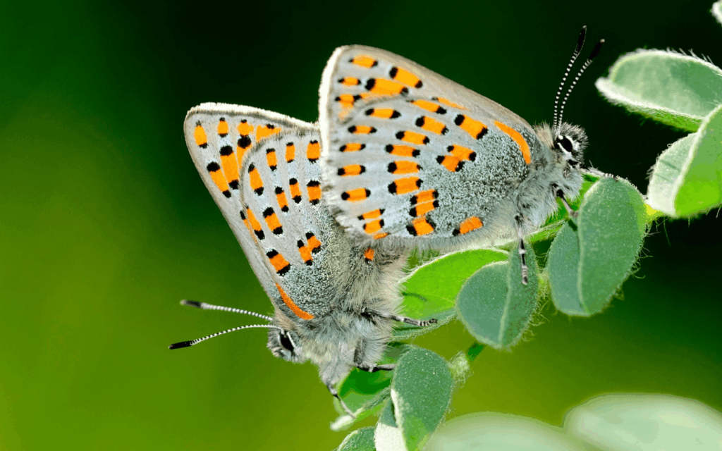 The Tomares Nesimachus is one of Israel’s 14 protected butterfly species. Photo courtesy of KKL JNF