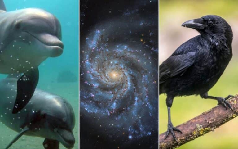 Photo collage, from left: a dolphin by Hagai Nativ/Morris Kahn Marine Research, University of Haifa; Pinwheel Galaxy by Travis Deyoe/Mount Lemmon SkyCenter, University of Arizona; and a crow by Rudmer Zwerver via Shutterstock.