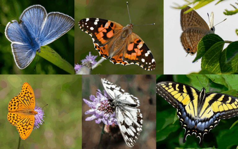 Israel has quite a dazzling array of butterflies bustling through it skies during the spring. Image by ISRAEL21c