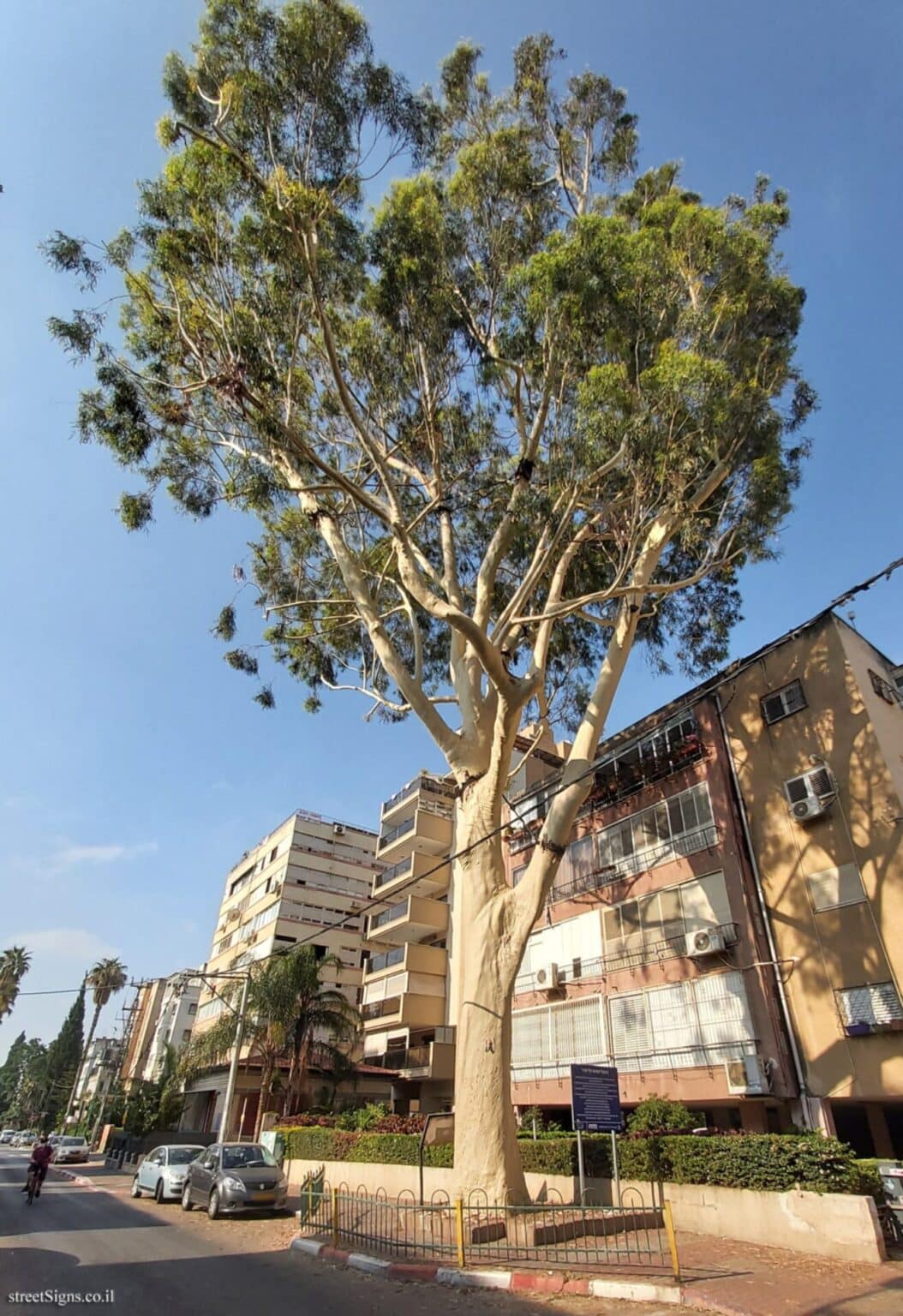 The top 10 most amazing trees in Israel - Unpacked