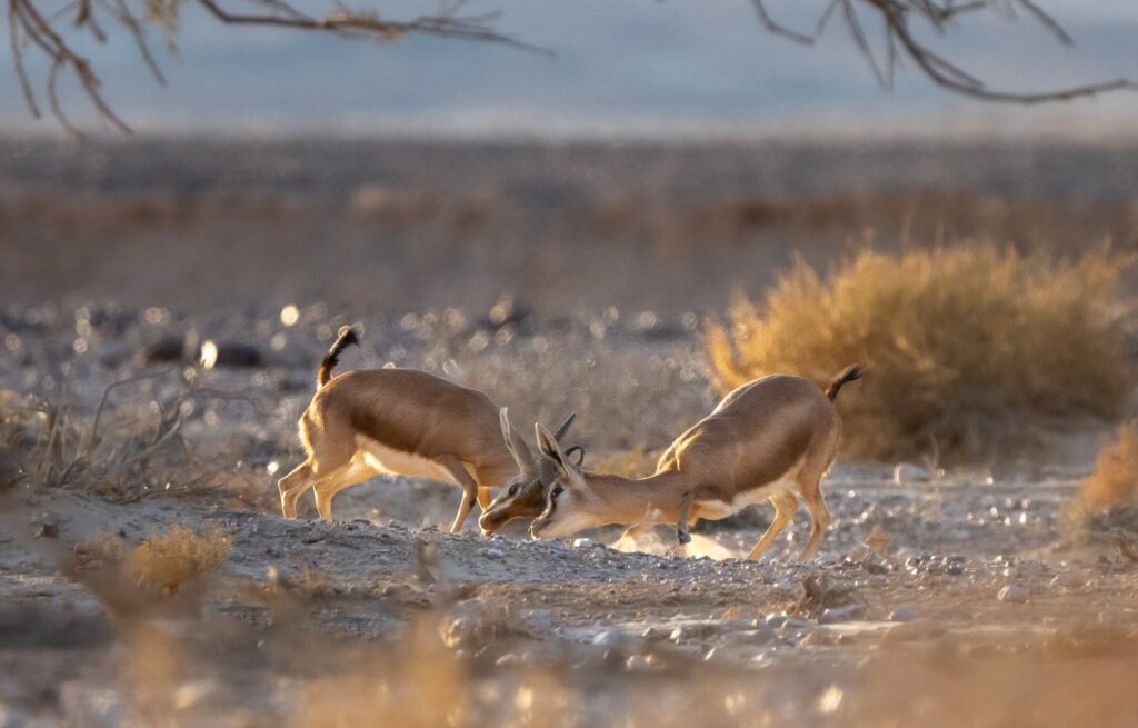 Two gazelle fawns have a tussle. Photo by Yuval Dax