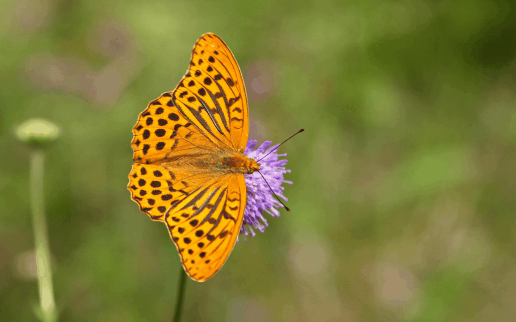 Don’t let the name fool you; there’s nothing lesser about the Lesser Spotted Fritillary’s striking orange beauty. Photo by Evgeniy Lejnev/Pexels