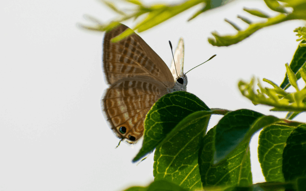 The Long-Tailed Blue is blue when viewed from above, tan and striped when viewed from below. Photo by Deepak Ramesha/Pixabay