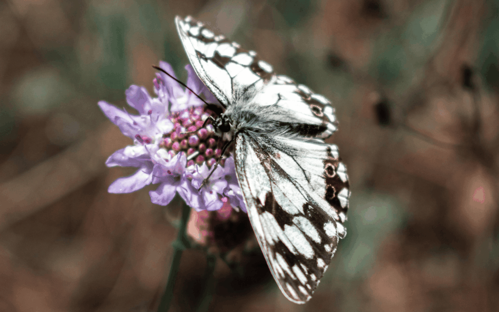 Butterflies often adapt their colors to camouflage themselves; in this case, the bug’s natural habitat is probably a marbled countertop. Photo by Vadym Alyekseyenko/Pexels
