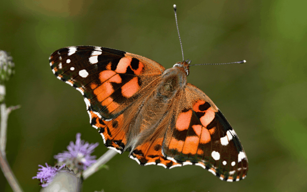 “Oh I’m a huge Vanessa Cardui fan? She’s so dainty and her larval defense is off the charts,” we might say about this Painted Lady. Photo by Thomas Elliott/Pexels