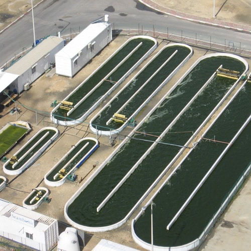 Aerial view of long, narrow, oval-shaped algae cultivation ponds in a facility. The ponds are filled with dark green water and surrounded by pathways and small buildings. Pipes and equipment are visible above the ponds.