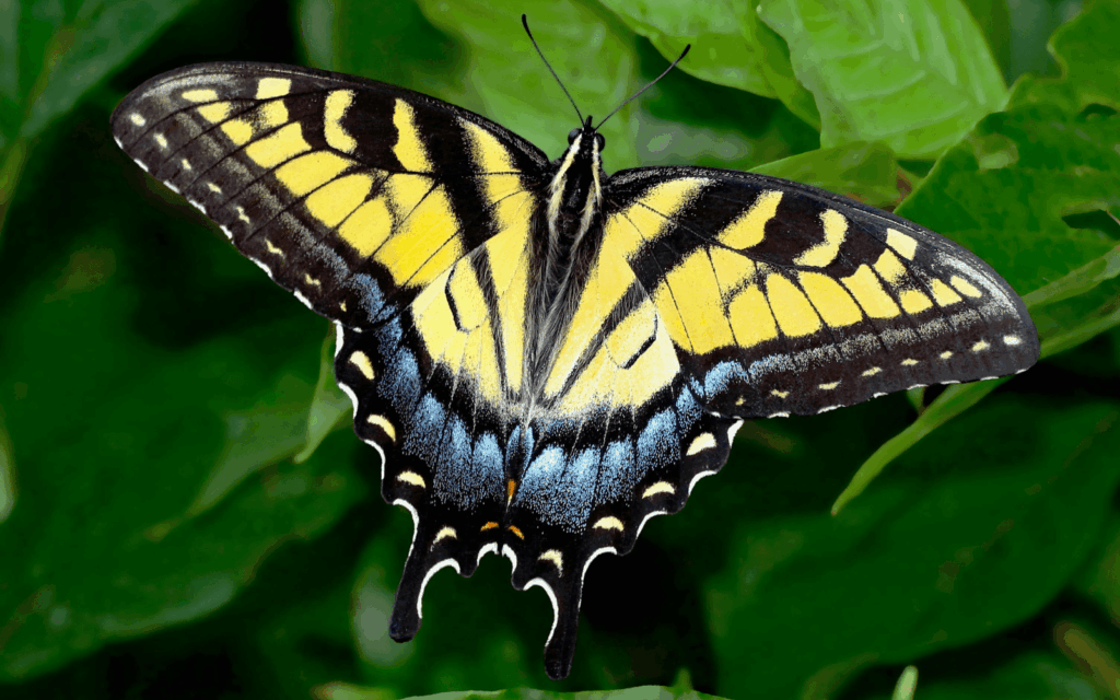 A swallowtail butterfly gets its name from the shape of its hind wings, which resemble the tail of — you guessed it — a swallow. Photo by Thomas Elliott/Pexels