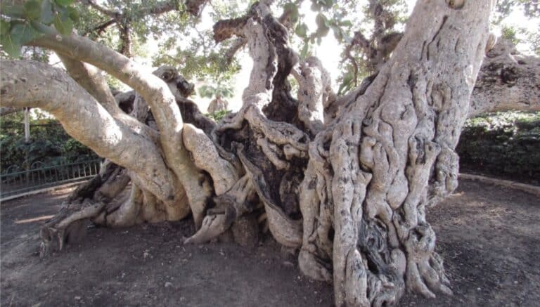 The top 10 most amazing trees in Israel - Unpacked